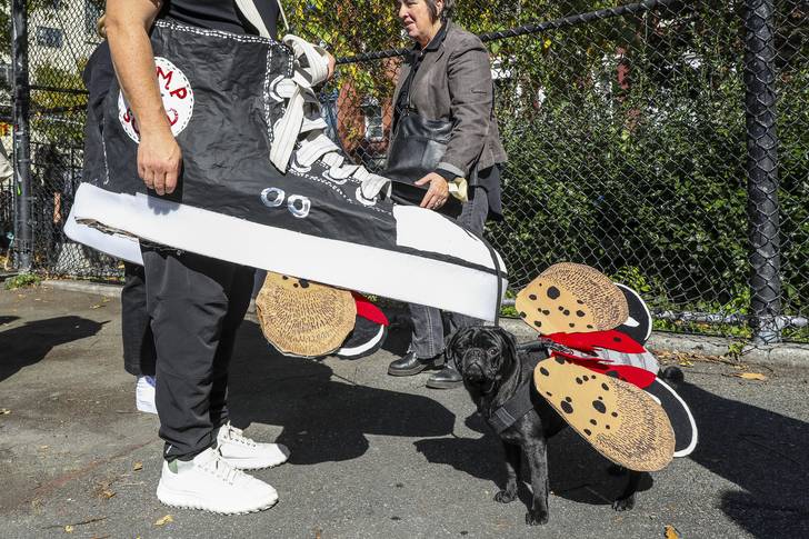A black dog in a spotted lanternfly costume.